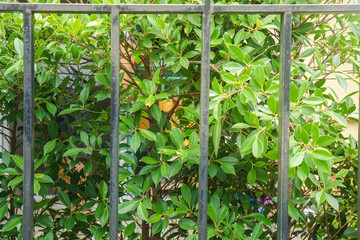 steel house fence with green tree bush