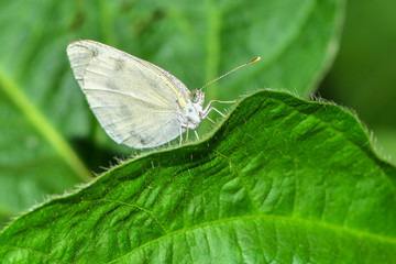 Butterflies perch on wild plants