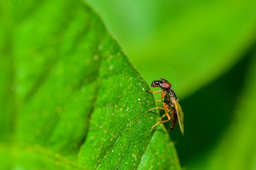 A fly on a wild plant