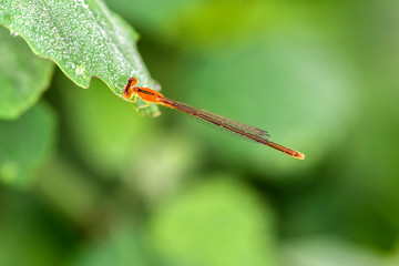 he bean mother inhabits the wild plants