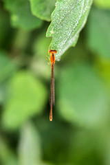 he bean mother inhabits the wild plants