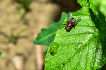 A fly on a wild plant