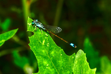 he bean mother inhabits the wild plants