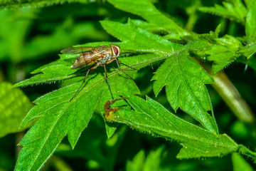 A fly on a wild plant