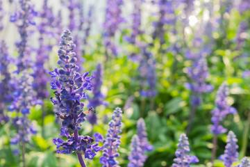 Blue salvia flower field background