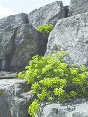 green plants on a rock wall