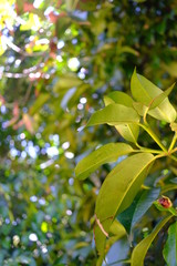 green leaves of tree in spring