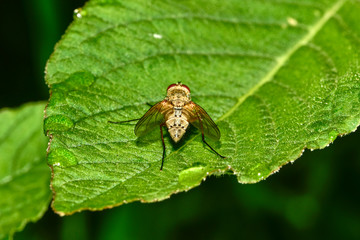 A fly on a wild plant