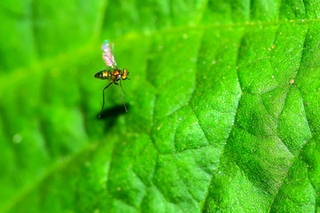 A fly on a wild plant