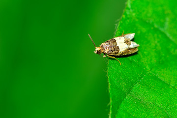 Moth insects on wild plants