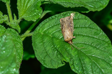 Moth insects on wild plants