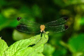 Dragonflies perched on wild plants