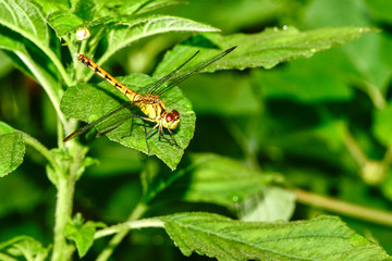 Dragonflies perched on wild plants