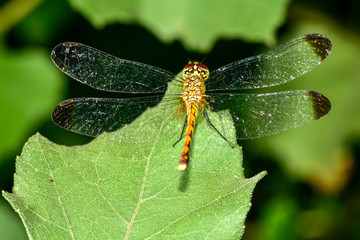 Dragonflies perched on wild plants