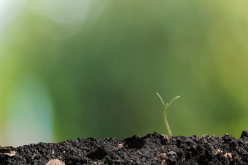 agriculture plant seeding growing step concept in garden
