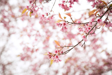 Beautiful cherry blossom or sakura in spring time over  sky