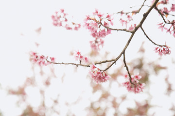 Beautiful cherry blossom or sakura in spring time over  sky
