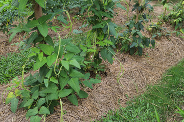 Cow-pea vegetable growing in the garden.