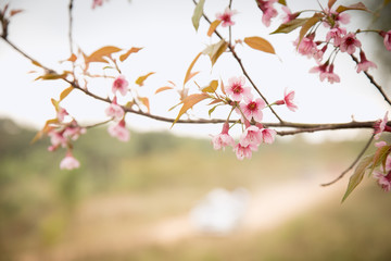 Beautiful cherry blossom or sakura in spring time over  sky