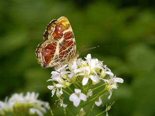 야생화. 정원.봄꽃. 
