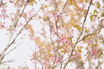 Beautiful cherry blossom or sakura in spring time over  sky
