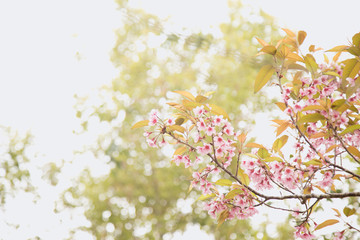 Beautiful cherry blossom or sakura in spring time over  sky
