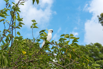 Yellow-crested cockatoo sitting on a tree branch