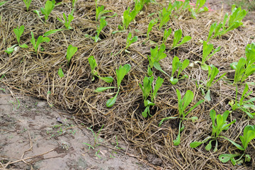 View of young cos vegetable with straw on the ground in the garden.