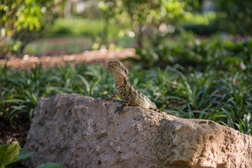 A lizard quietly sits on a rock in a lush green park as he tries not to attract attention to itself.