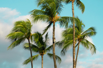 Fototapeta na wymiar Hawaiian Palm Trees