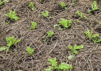 View of young green oak vegetable with straw on the ground in the garden.
