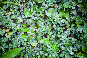 Fototapeta premium Green plants. Plants simple summer background.