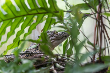 Young crocodile lays sit