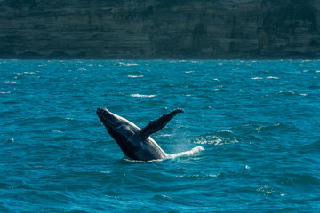 Humpback whale breaching in the water