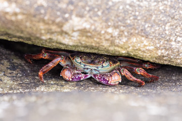 Crab inside a hideaway