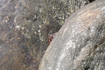 As the photographer stands quietly over the rock, the crabs slowly creeps out of his hideaway to watch to see if he is gone