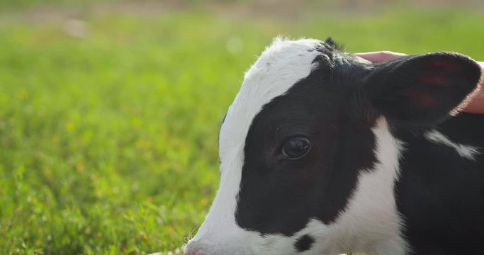 Authentic close up shot of young woman farmer hand is caressing  an ecologically grown newborn calf used for biological milk products industry on a green lawn of a countryside farm with a sun shining.