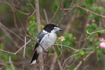 A black and white female magpie is resting on a tree branch with green leaves and pink flowers scatted across many brown branches in the background