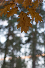 orange oak leaves in autumn