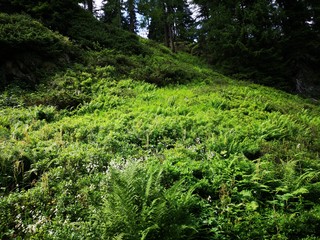 Fototapeta premium rrem_vivid