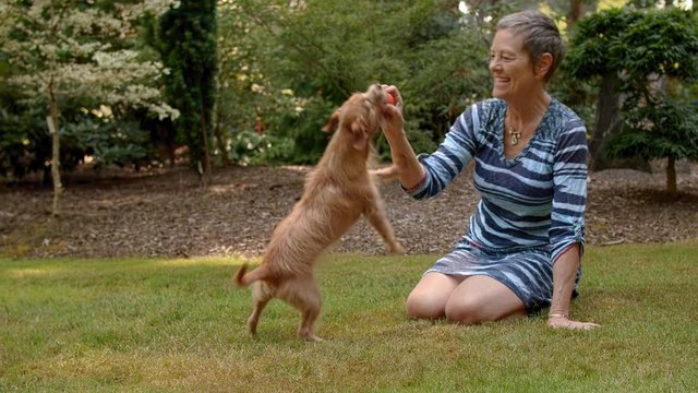 Older woman plays ball tug-of-war with small cute dog at park, joy, fun