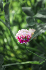Obraz premium white clover flower creeping (Trifolium repens) on green grass background, selective focus