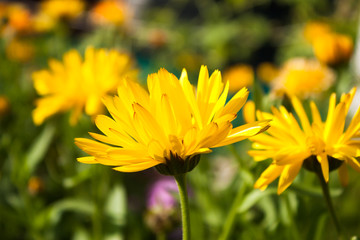 yellow and orange flowers of calendula officinalis on green leaf background, selective focus, easy blur