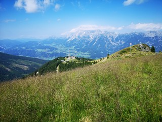 blühende Sommerwiese