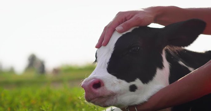 Authentic close up shot of young woman farmer hand is caressing  an ecologically grown newborn calf used for biological milk products industry on a green lawn of a countryside farm with a sun shining.