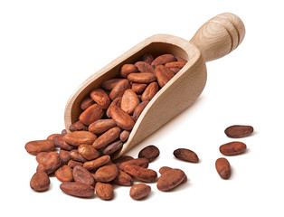 Raw cocoa beans in wooden scoop isolated on white background