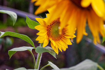 Naklejka premium close-up of a beautiful sunflower in a field