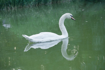 Beautiful snow-white swan in the lake. Beautiful nature.