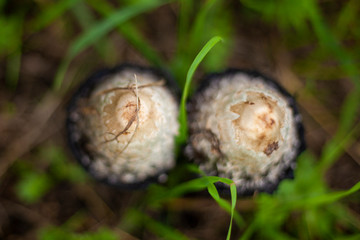 Death cap. Poisonous mushroom. Inedible mushroom.