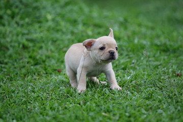 Fototapeta premium french bulldog puppy on grass